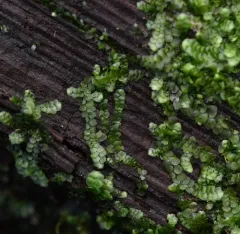 Mueller's Pouchwort thumbnail 1