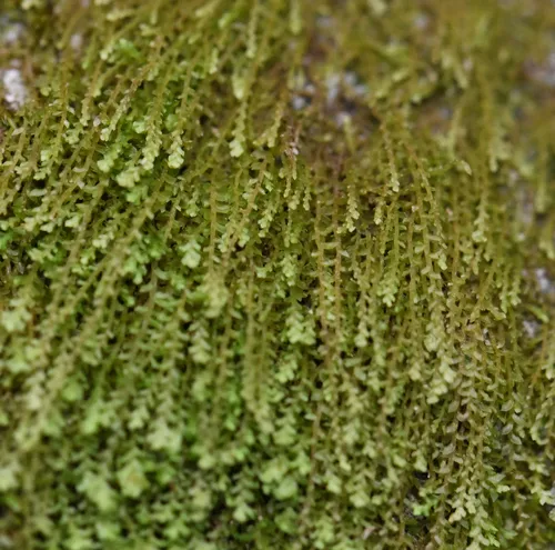 Notched Rustwort