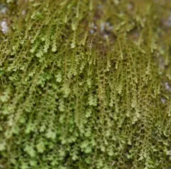 Notched Rustwort thumbnail 1