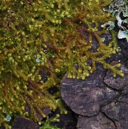 Pacific Fuzzwort