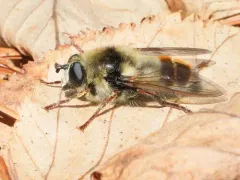 Hairy-cheeked Bumble Fly thumbnail 2