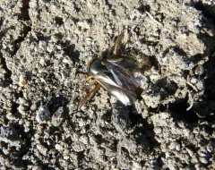 Hesperocorixa laevigata thumbnail 3