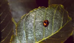 Six-spotted Zigzag Ladybird thumbnail 2