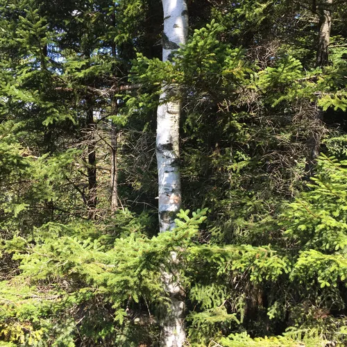 paper birch