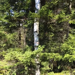 paper birch thumbnail 1