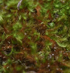 Menzies' anacolia moss thumbnail 1