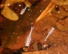 Springtime Fairy Shrimp thumbnail 4