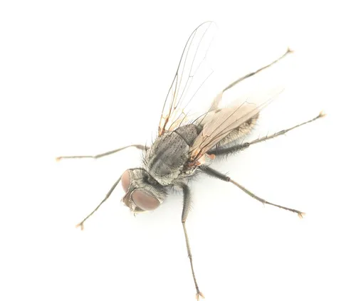 Leucophora obtusa