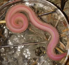 Bloodworm thumbnail 2