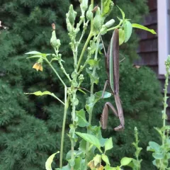 Chinese Mantis thumbnail 2