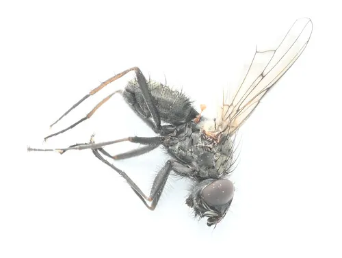 Eutrichota cylindrica
