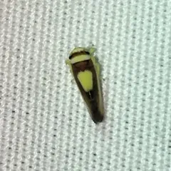 Saddled Leafhopper thumbnail 4