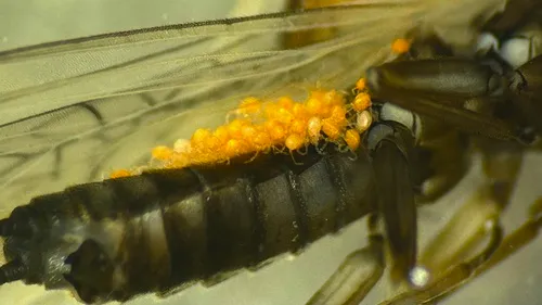 Boreal Sallfly