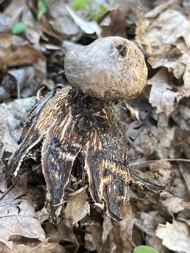 crowned earthstar