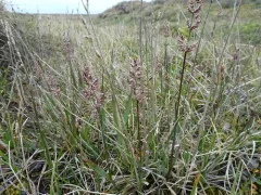 Broadleaf Arctagrostis thumbnail 2