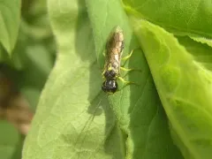 Viburnum Web-spinning Sawfly thumbnail 2