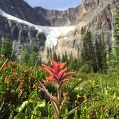 giant red paintbrush thumbnail 4