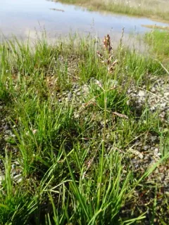 Fisher's Dupontia thumbnail 2