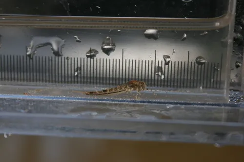Siphloplecton basale