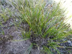 Mouse-tail bog sedge thumbnail 2