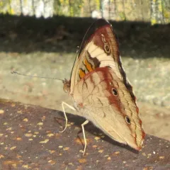 Common Buckeye thumbnail 2