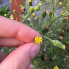 Sticky Groundsel thumbnail 3