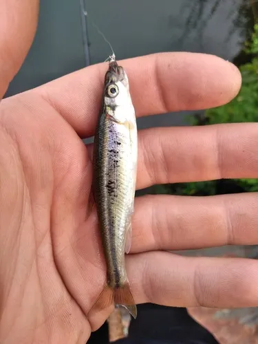 Redside Dace
