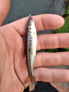Redside Dace thumbnail 1
