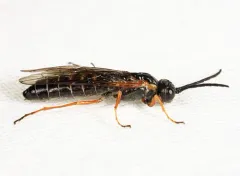 Strongylogaster impressata thumbnail 2