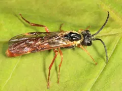 Strongylogaster multicincta thumbnail 2