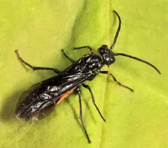 Strongylogaster tacita thumbnail 3
