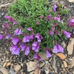 Eggleaf Beardtongue thumbnail 2