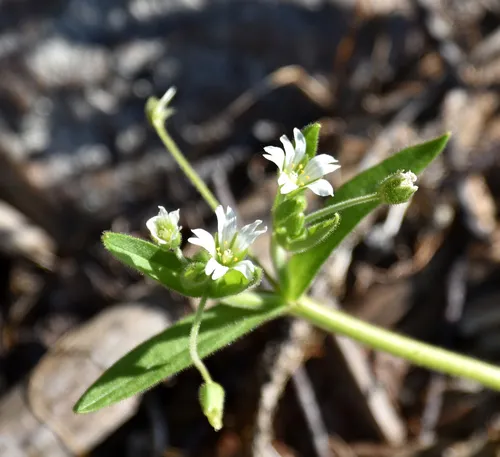 nodding chickweed