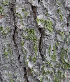 Yellow Soot Lichen thumbnail 1