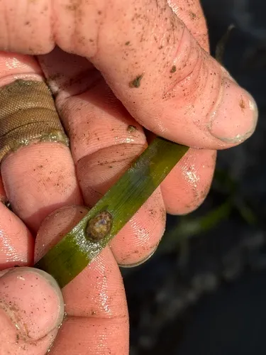 Pacific Eelgrass Limpet