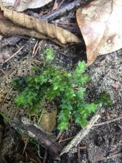 Sharpleaf Hookeria Moss thumbnail 2