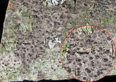 Tiny Many-spored Buttons thumbnail 3