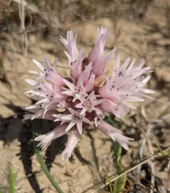 Columbia River Onion thumbnail 4