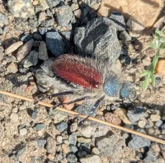 Hairy Bear Scarab Beetle thumbnail 3