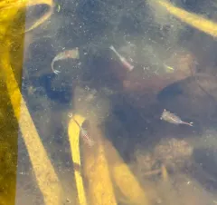 Knobbedlip Fairy Shrimp thumbnail 2