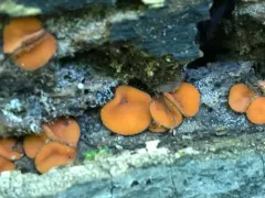 Scutellinia pennsylvanica thumbnail 2