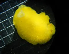 White-speckled Dorid thumbnail 4