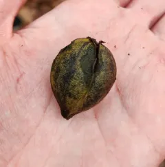 pignut hickory thumbnail 4
