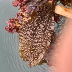 seersucker kelp thumbnail 4