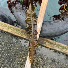 winged kelp thumbnail 4