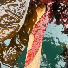 red eyelet silk thumbnail 4