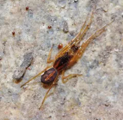 Big-eyed Thick-jawed Spider thumbnail 4