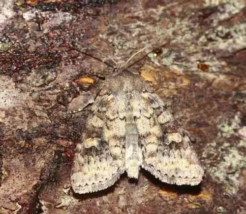 Suspected Moth