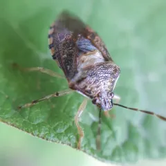 Podisus placidus thumbnail 3