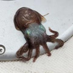 Stubby Bobtail thumbnail 2